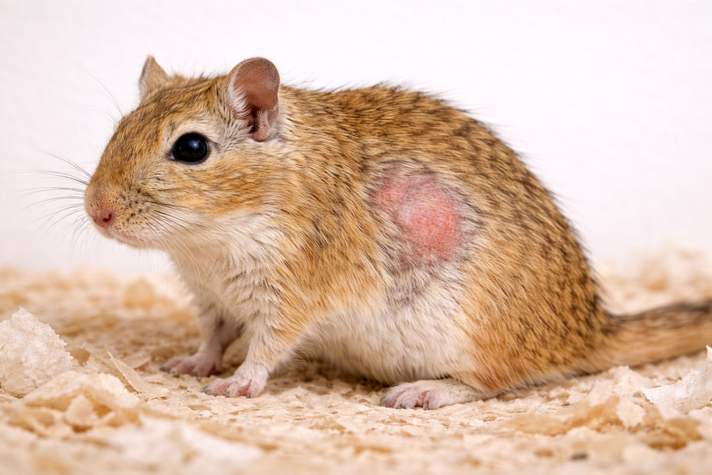  acaros jerbo caida de pelo