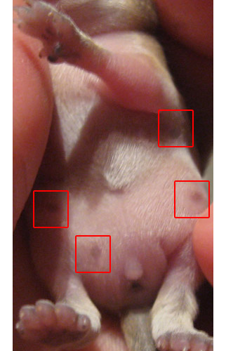 pezones visibles en cría de jerbo hembra de 7 días
