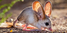 información del jerbo de grandes orejas