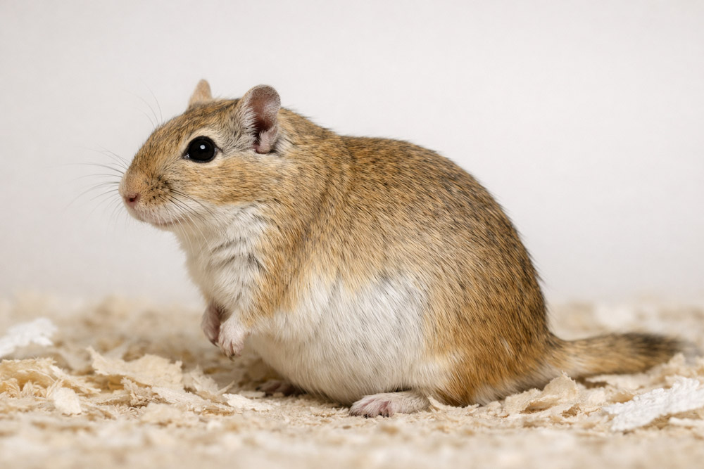 Jerbo hembra embarazada con abdomen abultado en fase avanzada de gestación