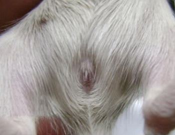 sexar jerbo 15 dias hembra