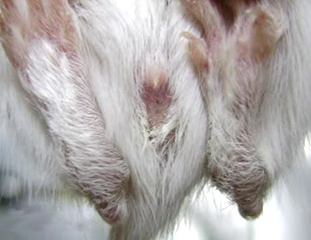 sexar jerbo 27 dias distancia ano genital hembra