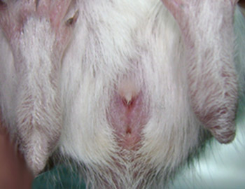 sexo jerbo 62 dias hembra