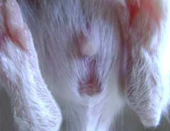 sexar jerbo 15 dias macho