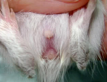 sexar jerbo 27 dias distancia ano genital