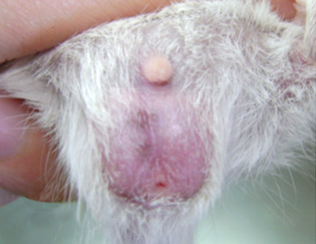 jerbo macho 40 dias testiculos visibles