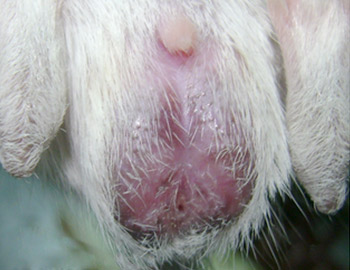 sexo jerbo 62 dias macho