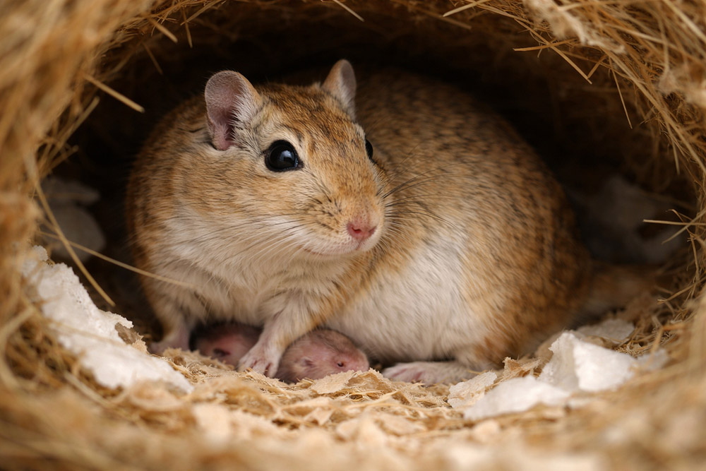 Jerbo hembra en su nido durante las horas previas o posteriores al parto