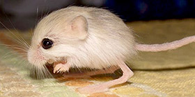 jerbo pigmeo autentico