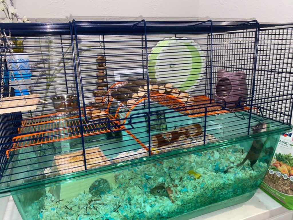 Jaula Savic Habitat XL en uso real con jerbos, sustrato profundo y accesorios de enriquecimiento